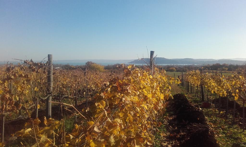 Koczor Winery & Guesthouse Balatonfured Exterior photo